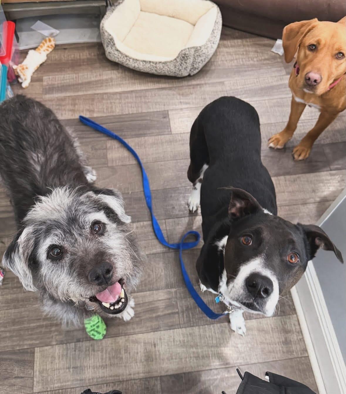 Enlarge Buck , a ADOPTABLE Mixed Breed in Mendham, NJ image 3/3