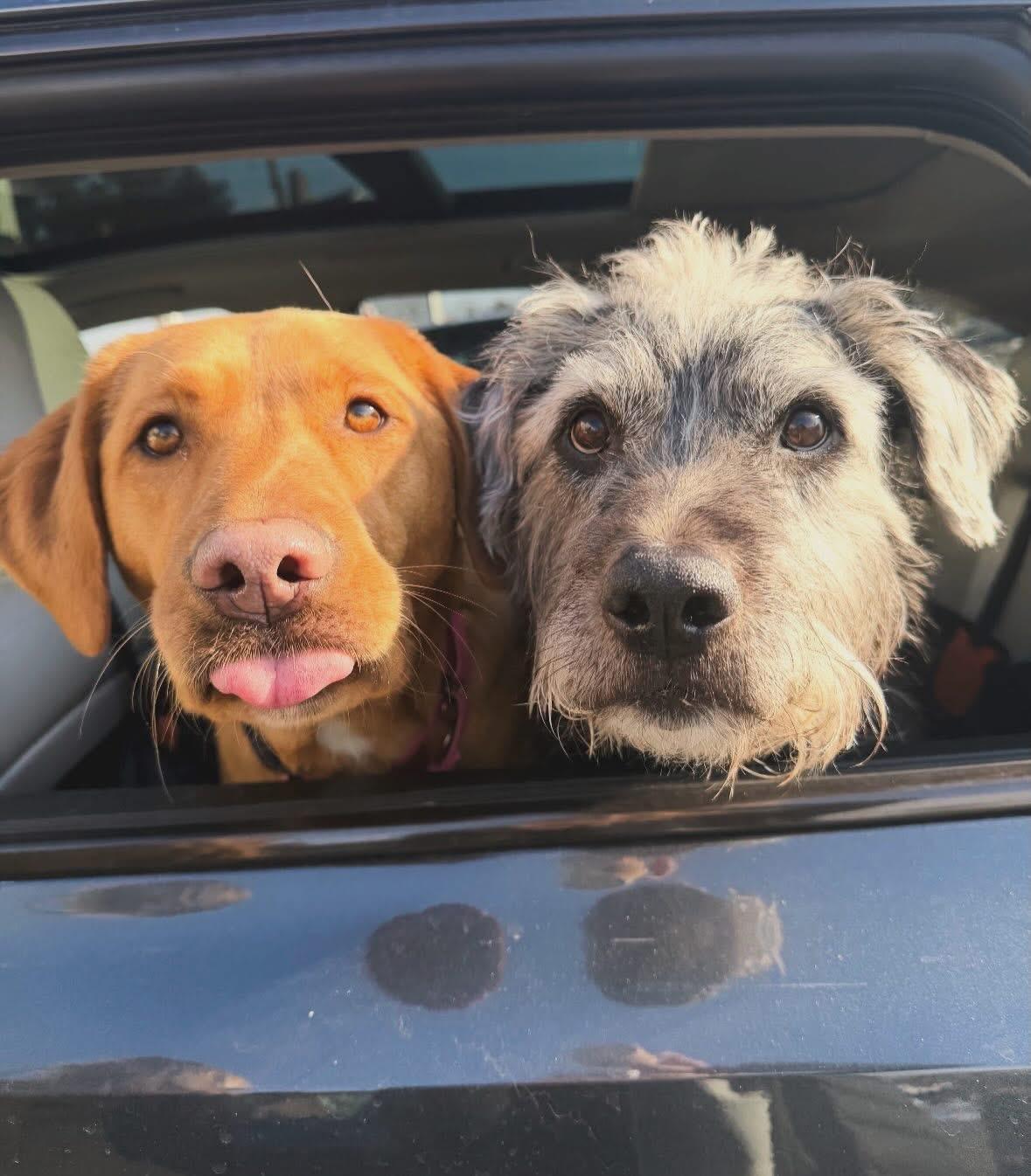 Enlarge Buck , a ADOPTABLE Mixed Breed in Mendham, NJ image 2/3