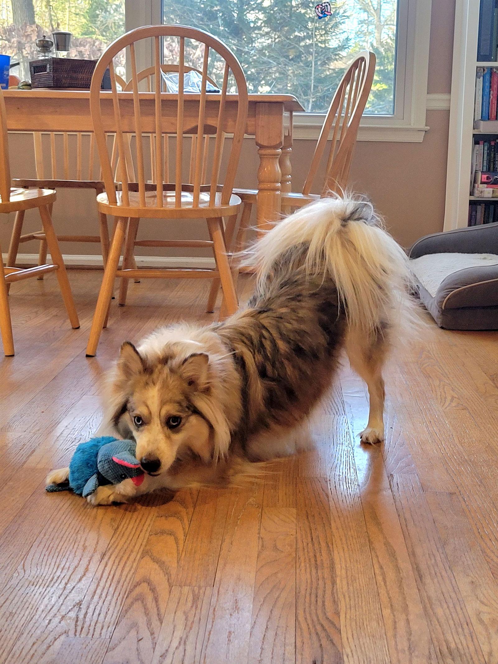 Todoroki thumbnail 2