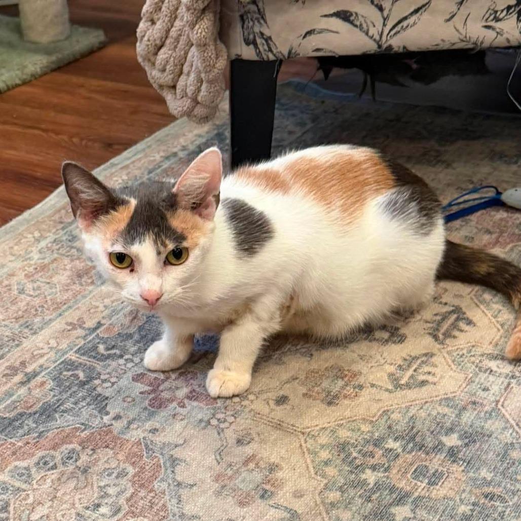 Zebra Cake, Adoptable, Young Female Domestic Short Hair.
