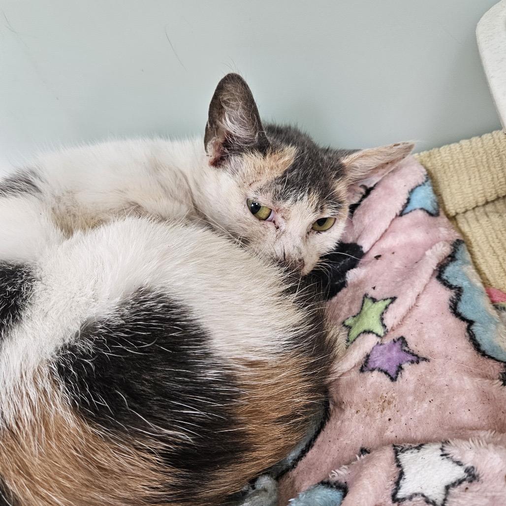 Zebra Cake, a Adoptable Domestic Short Hair in Alexandria, VA image 2/2
