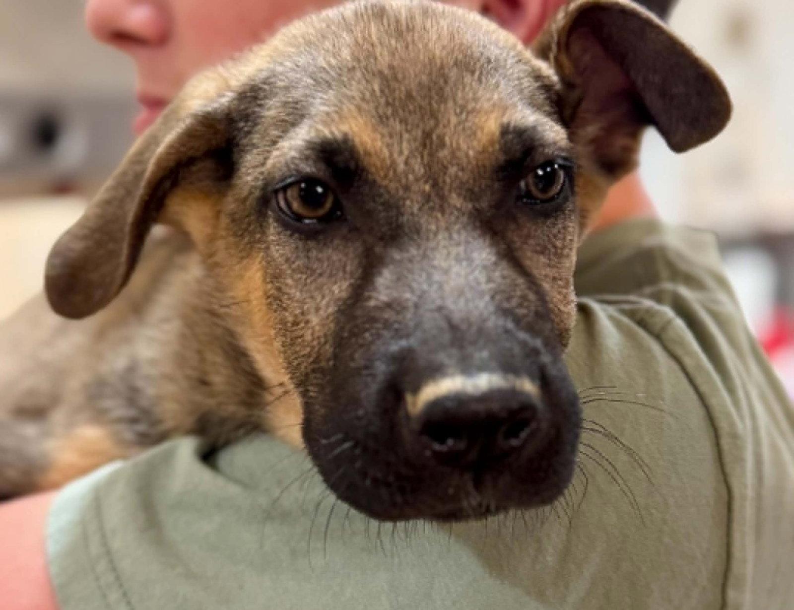 260674 Echo, Adopted, Puppy Female German Shepherd Dog.
