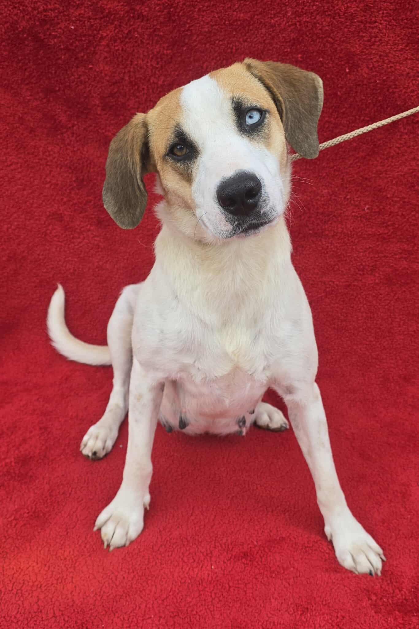 Meet Smiley a 2 year old 49 pound wonderful Hound mix She is friendly and gets along with other 