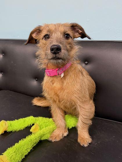 Enlarge Schnitzel, a Adoptable mixed breed in Chicago, IL image 1/2