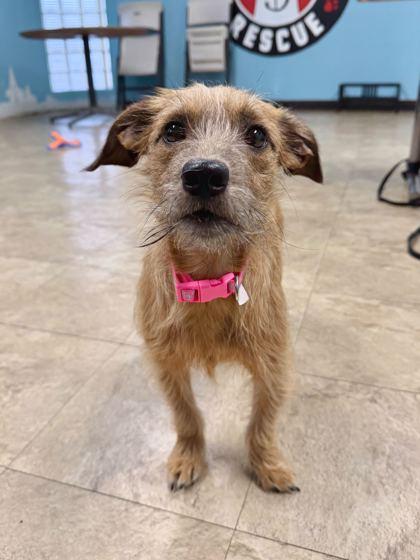 Enlarge Schnitzel, a Adoptable mixed breed in Chicago, IL image 2/2