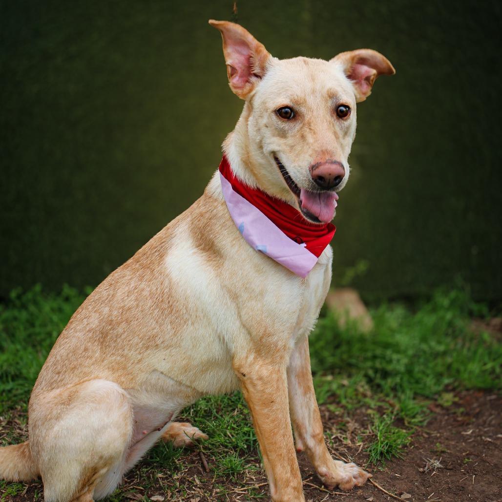 Enlarge Libby, a Adoptable Mixed Breed in Lake Jackson, TX image 1/2