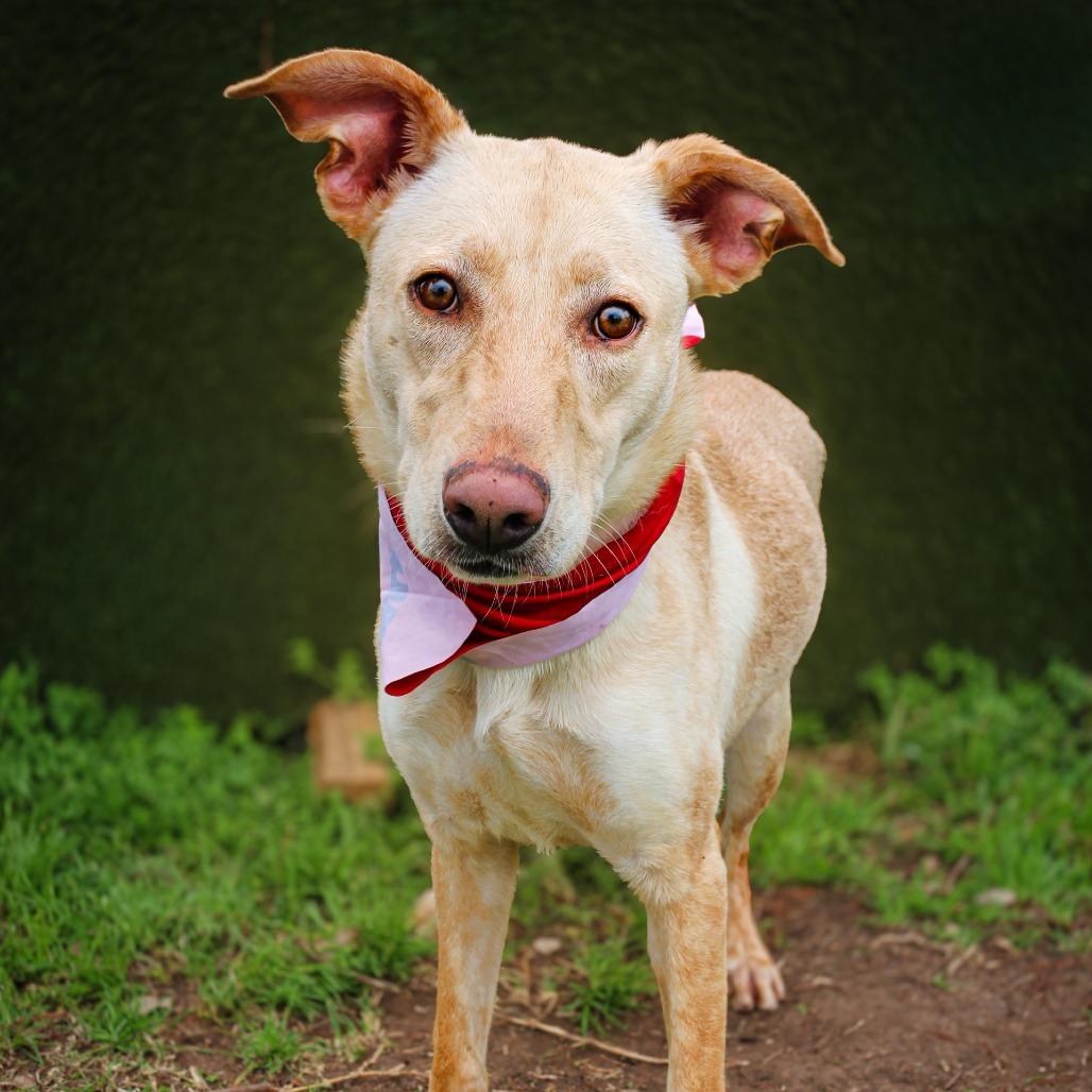 Enlarge Libby, a Adoptable Mixed Breed in Lake Jackson, TX image 2/2