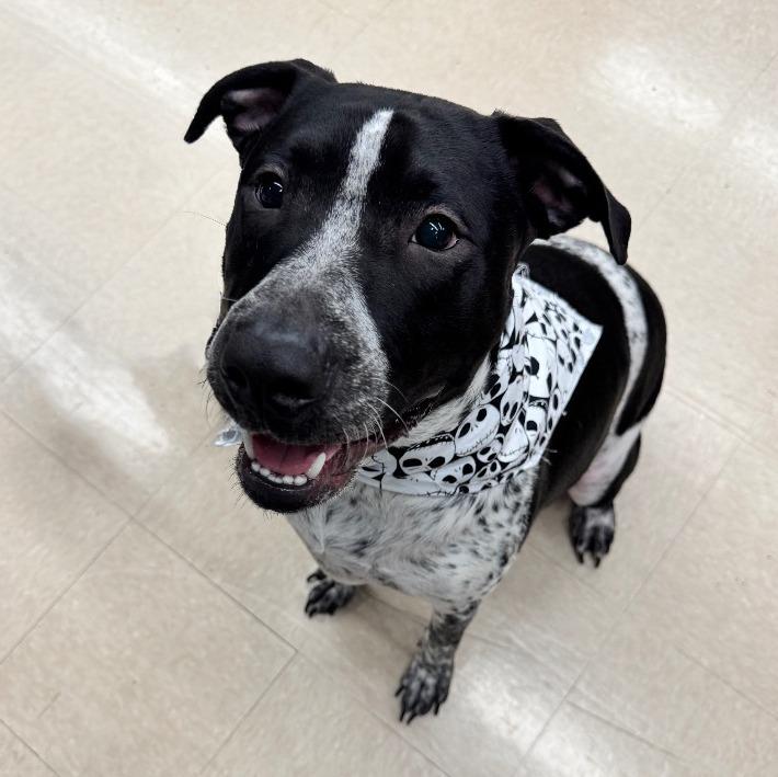 Enlarge Boba, a Adoptable mixed breed in Little Rock, AR image 2/6