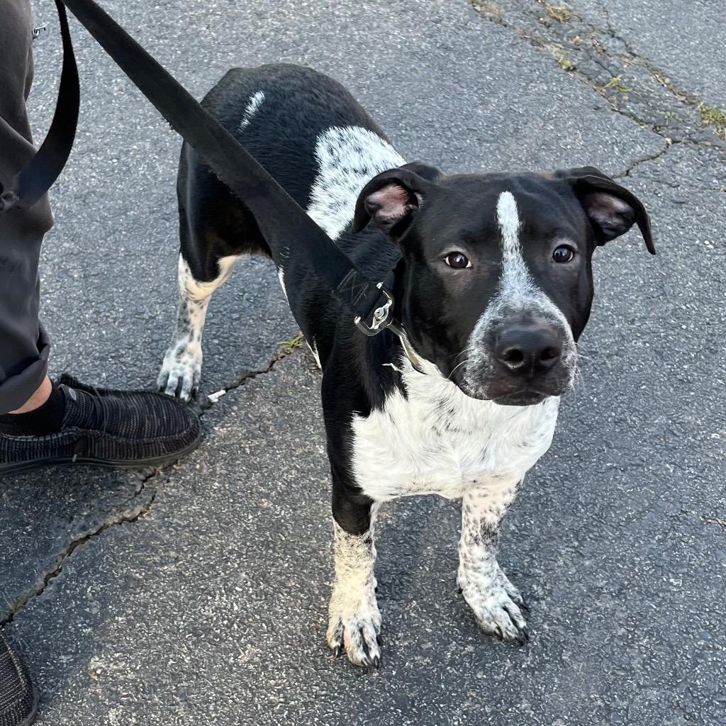 Boba, a Adoptable mixed breed in Little Rock, AR image 1/6