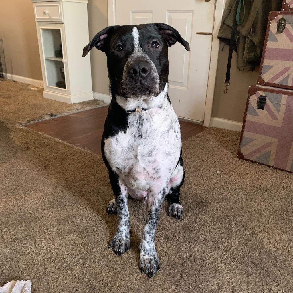 Enlarge Boba, a Adoptable mixed breed in Little Rock, AR image 3/6