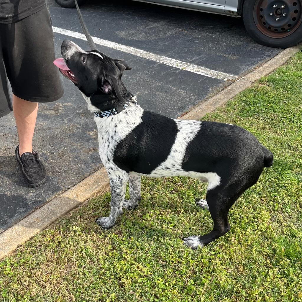 Enlarge Boba, a Adoptable mixed breed in Little Rock, AR image 4/6