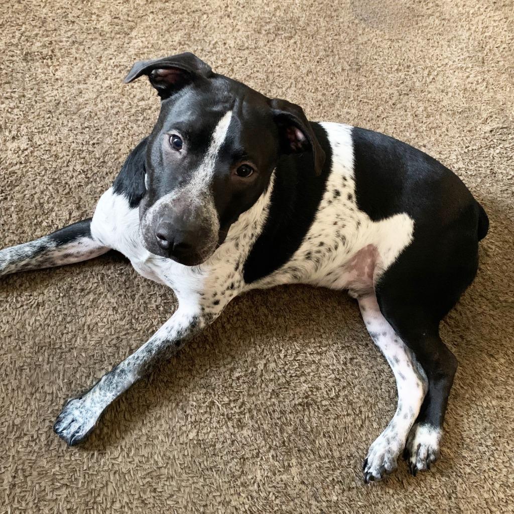 Enlarge Boba, a Adoptable mixed breed in Little Rock, AR image 5/6