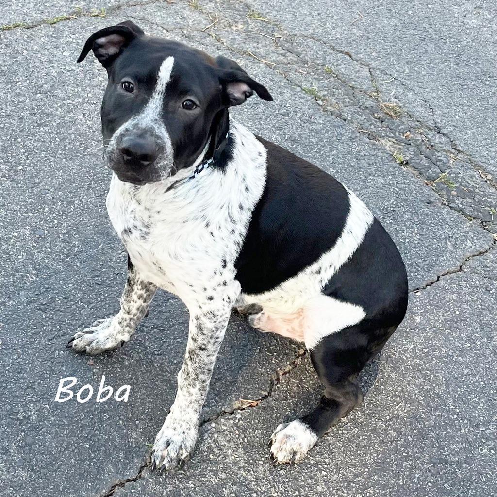 Boba, a Adoptable mixed breed in Little Rock, AR image 5/6