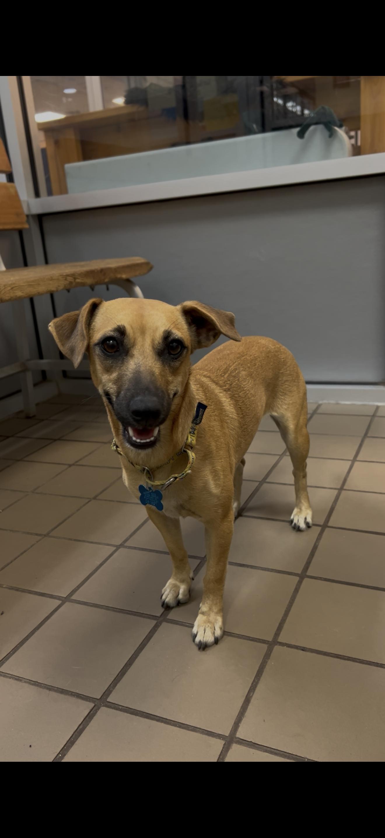 Enlarge Noa, a ADOPTABLE mixed breed in Wantagh, NY image 1/1