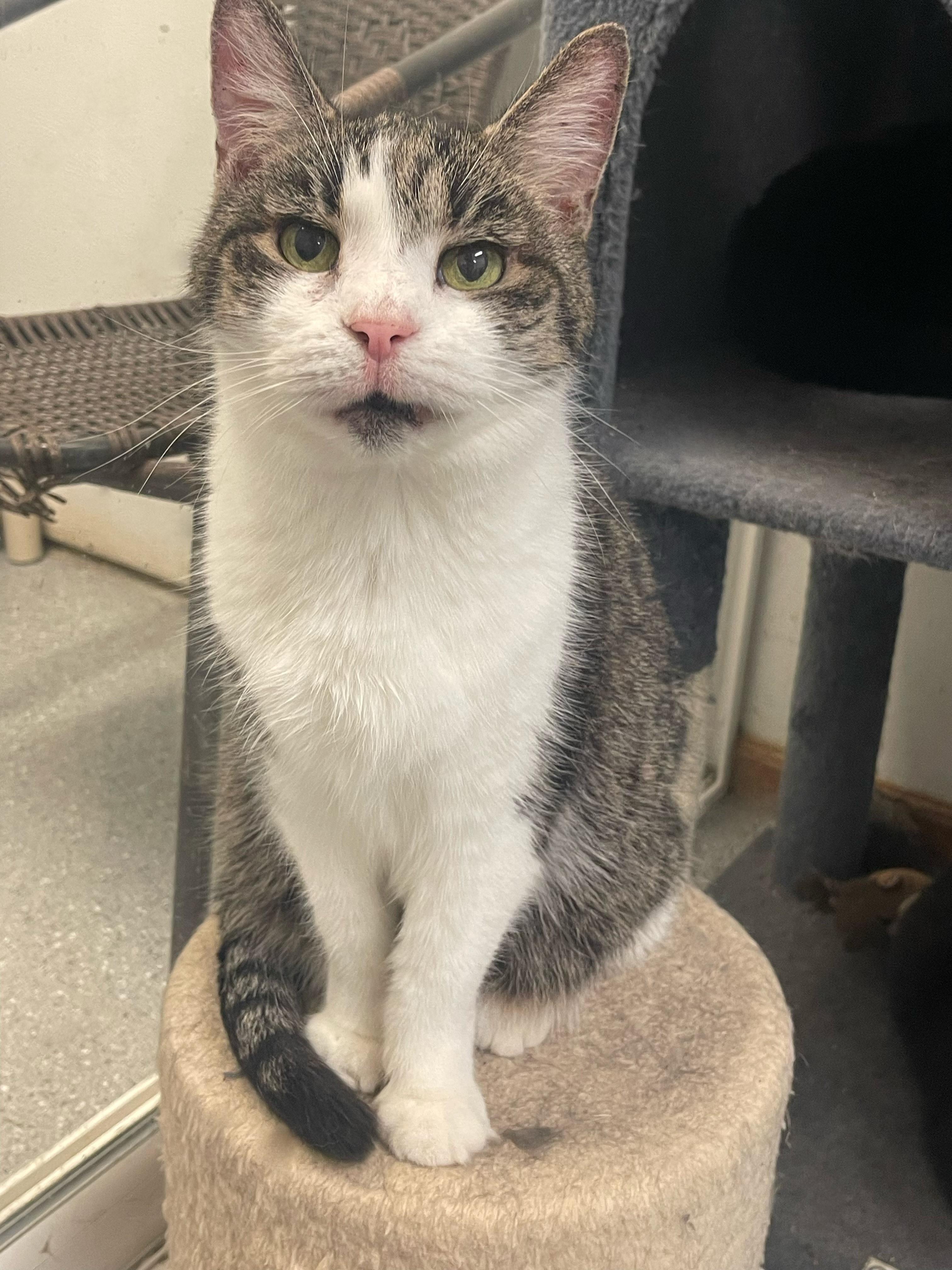 Honey Girl, Adoptable, Senior Female Domestic Short Hair.