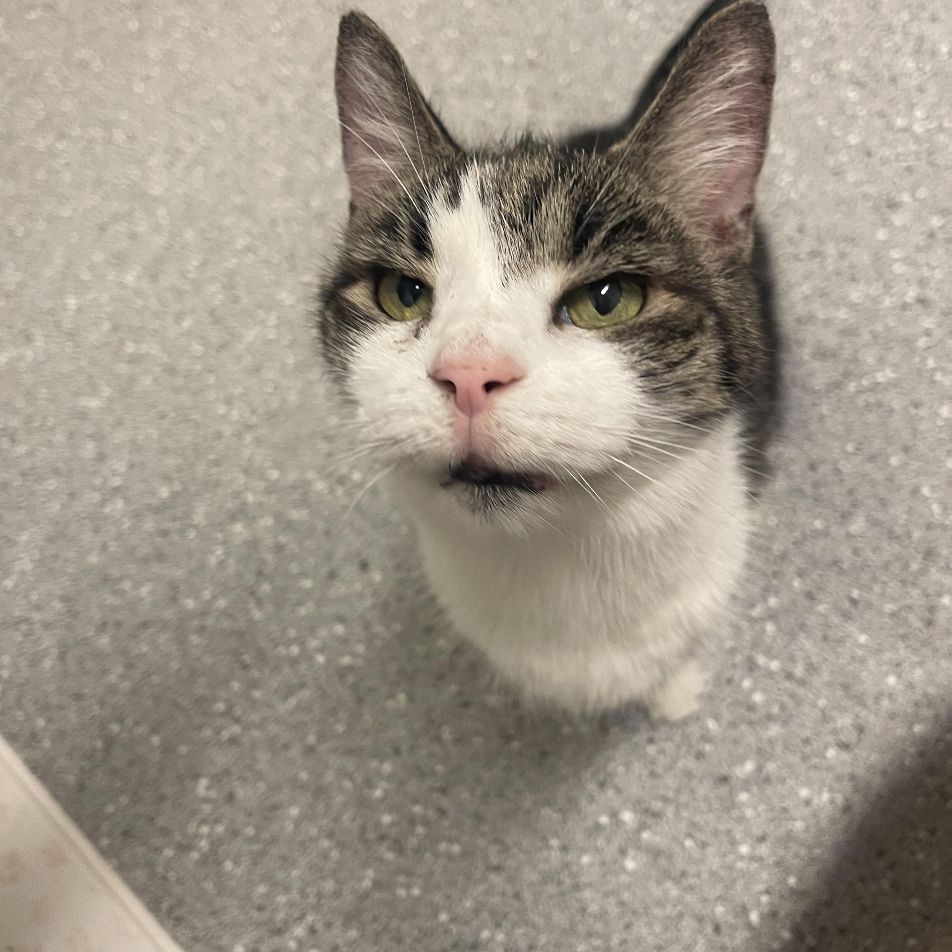 Honey Girl, a Adoptable Domestic Short Hair in Indiana, PA image 2/3