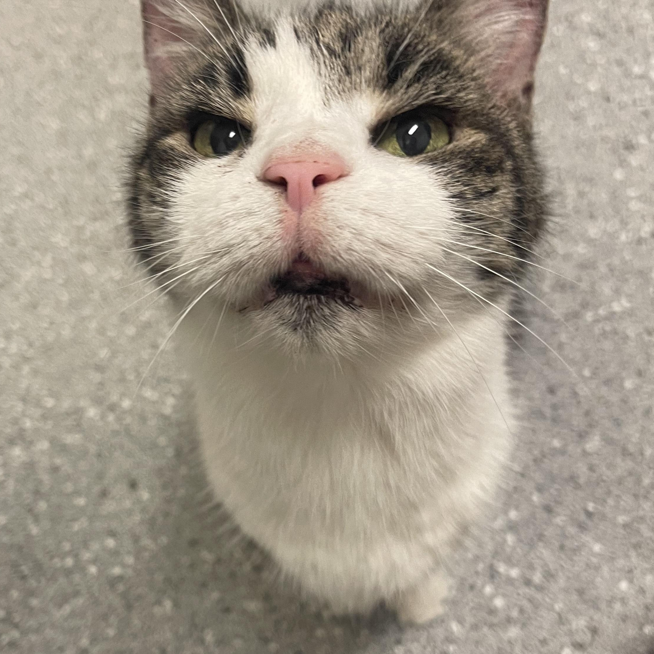 Honey Girl, a Adoptable Domestic Short Hair in Indiana, PA image 3/3