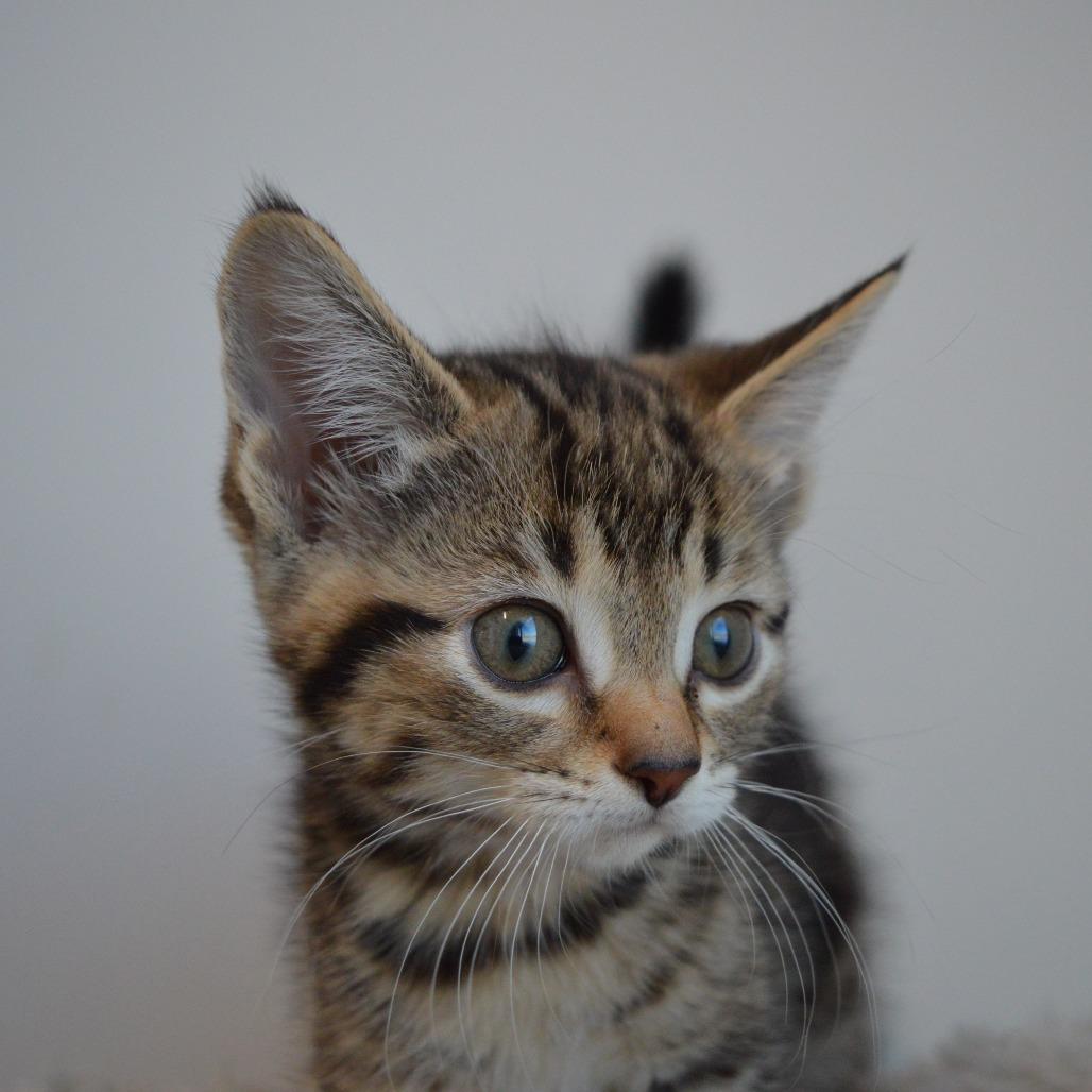 Sparrow, a Adoptable Domestic Short Hair in North Battleford, SK image 1/5