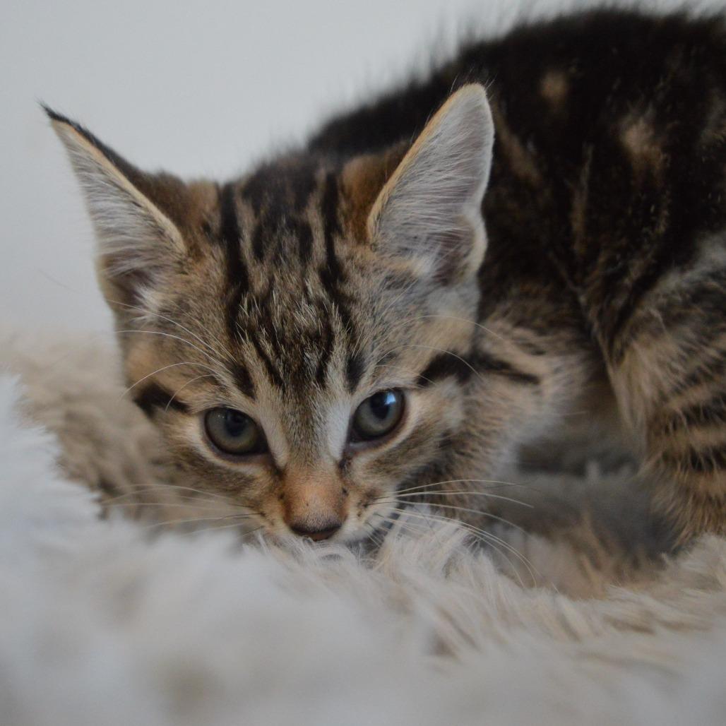 Sparrow, a Adoptable Domestic Short Hair in North Battleford, SK image 3/5