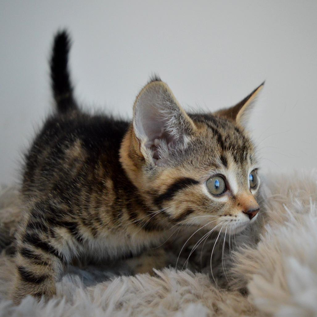 Sparrow, a Adoptable Domestic Short Hair in North Battleford, SK image 4/5