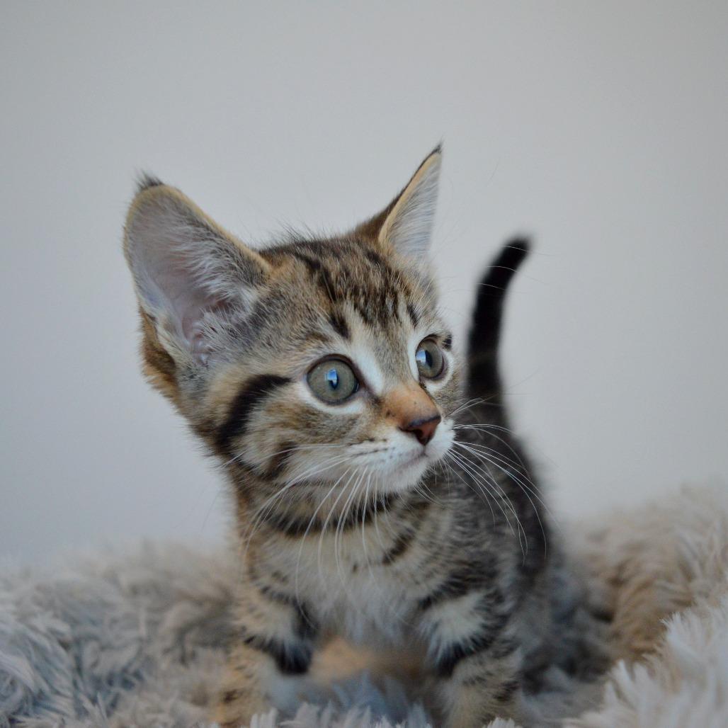 Sparrow, a Adoptable Domestic Short Hair in North Battleford, SK image 5/5