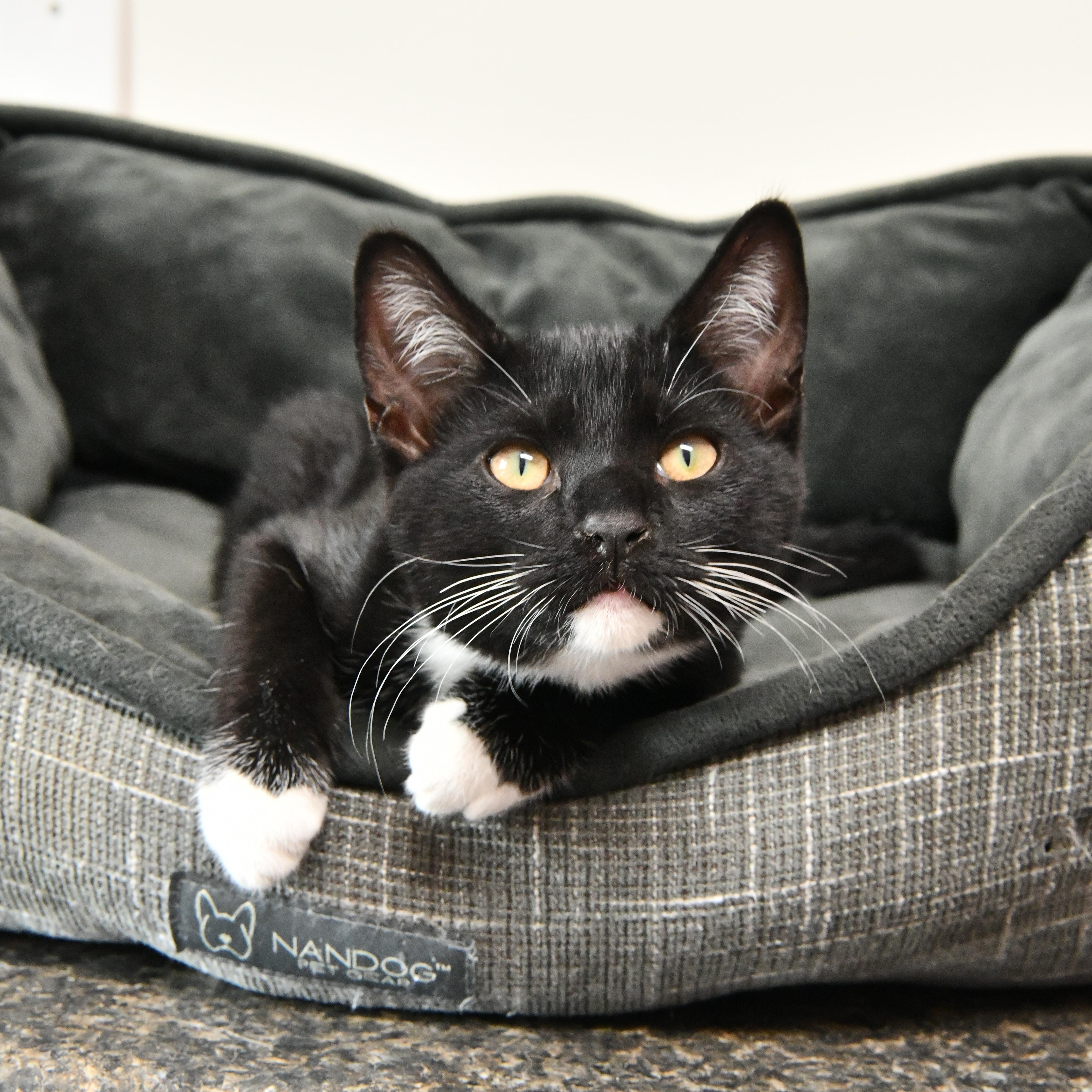 Enlarge Squirt, a ADOPTABLE Domestic Short Hair in Fairhope, AL image 1/1