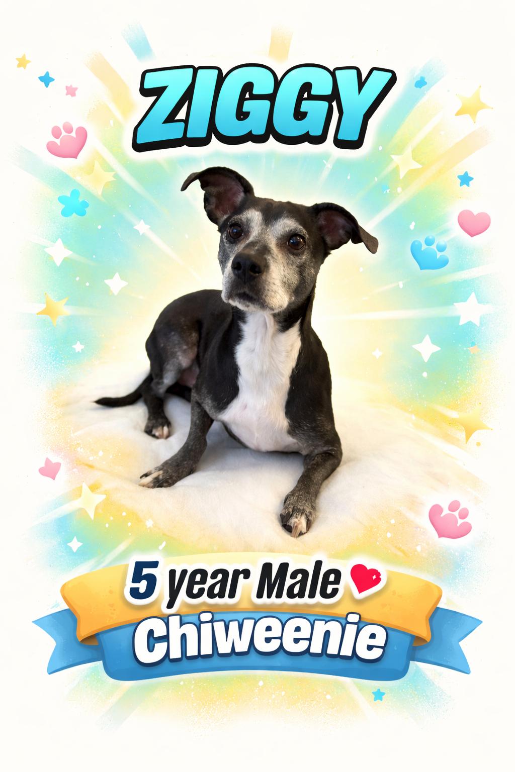 ZIGGY – 5 YEAR MALE CHIWEENIE @ PETCO, 5011 E. RAY ROAD, PHX 85044 ON SATURDAY, MARCH 7TH, 11–2PM, adoptable, Adult Male Chiweenie.