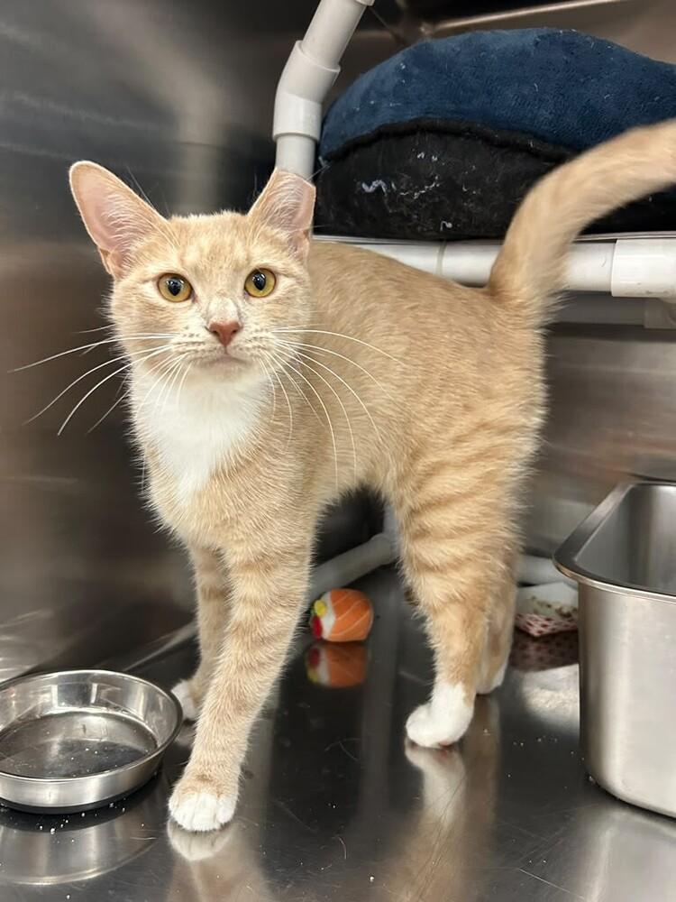 Butterfly, Adoptable, Adult Female Domestic Short Hair.