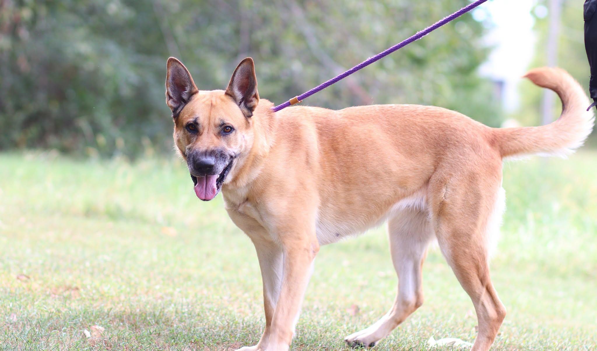 Enlarge Sienna, a Adoptable German Shepherd Dog in Collierville, TN image 2/5