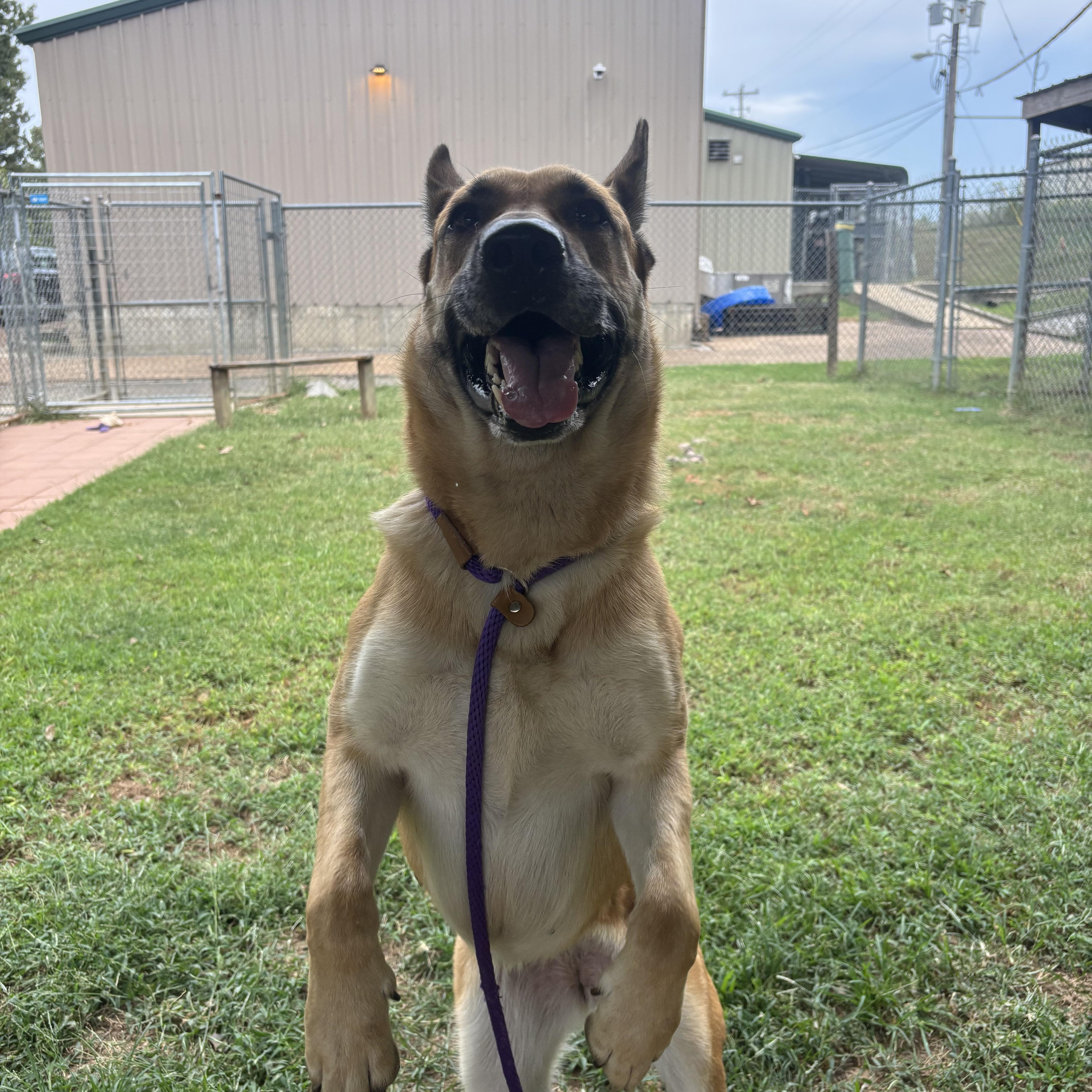 Enlarge Sienna, a Adoptable German Shepherd Dog in Collierville, TN image 3/5