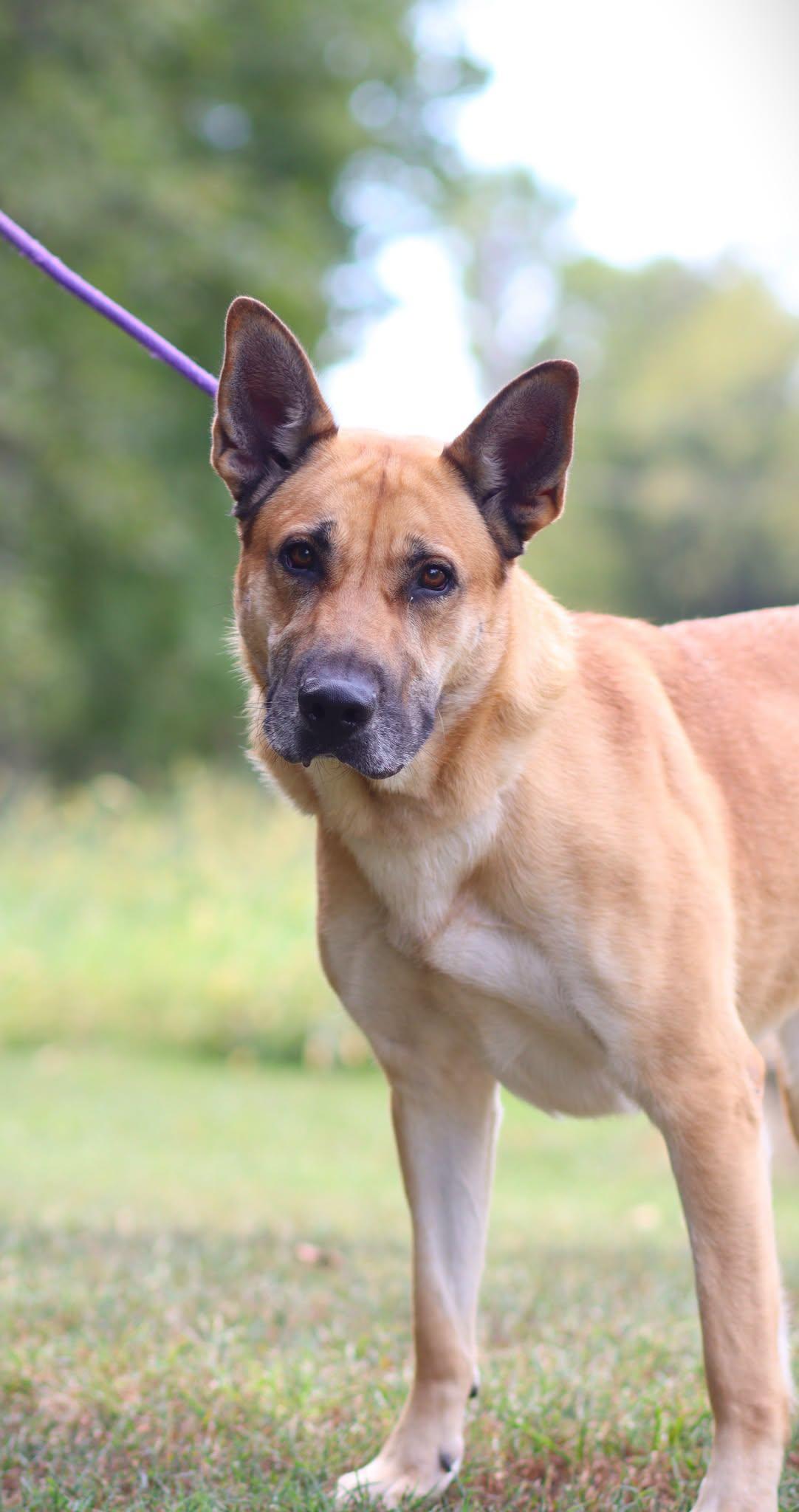Enlarge Sienna, a Adoptable German Shepherd Dog in Collierville, TN image 5/5