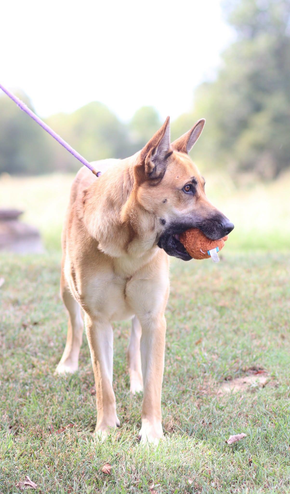 Enlarge Sienna, a Adoptable German Shepherd Dog in Collierville, TN image 1/5