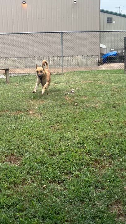 Enlarge Sienna, a Adoptable German Shepherd Dog in Collierville, TN video 4/5