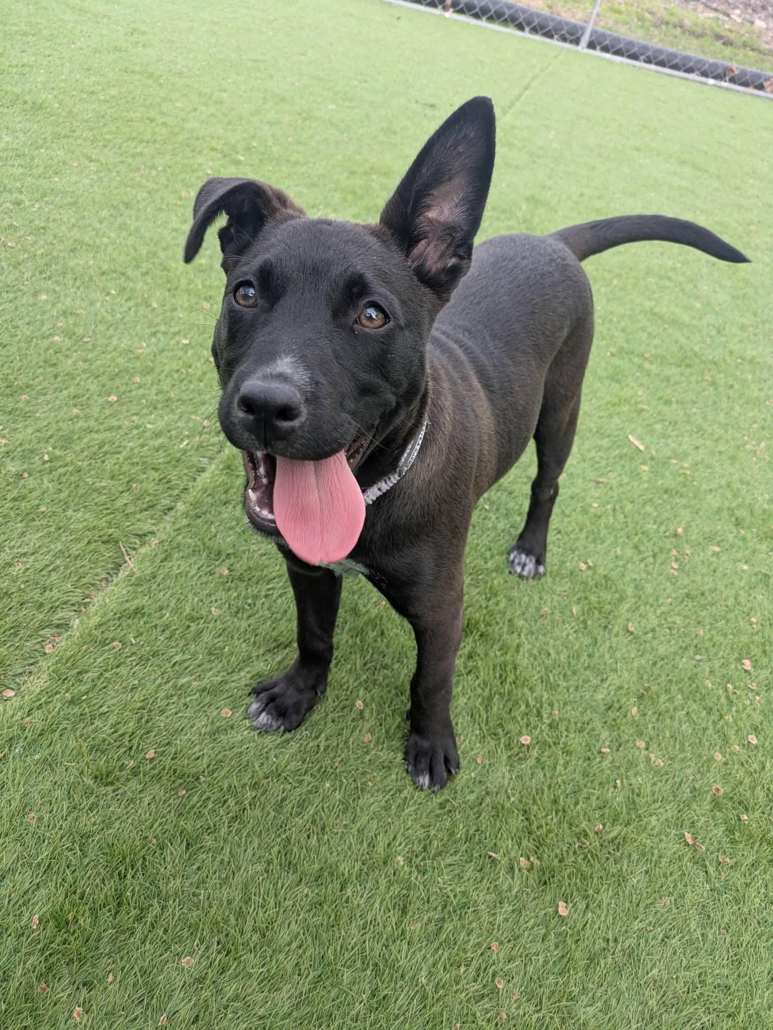Blair, a Adoptable mixed breed in Cedar Rapids, IA image 4/6