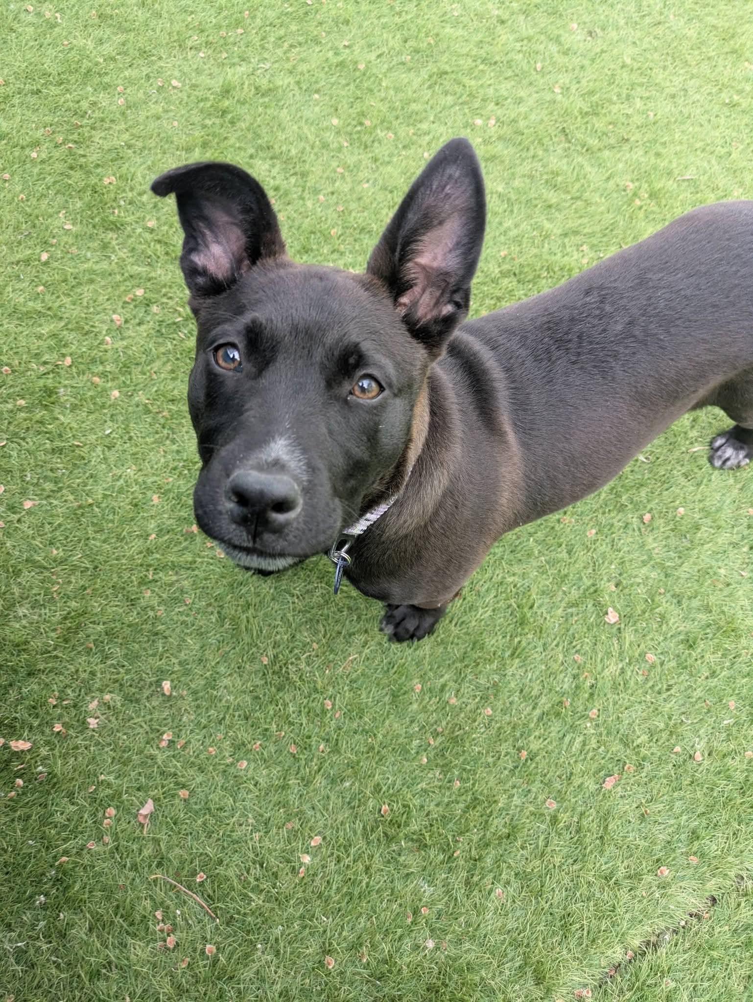 Blair, a Adoptable mixed breed in Cedar Rapids, IA image 3/6