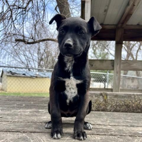 Blair, a Adoptable mixed breed in Cedar Rapids, IA image 2/6