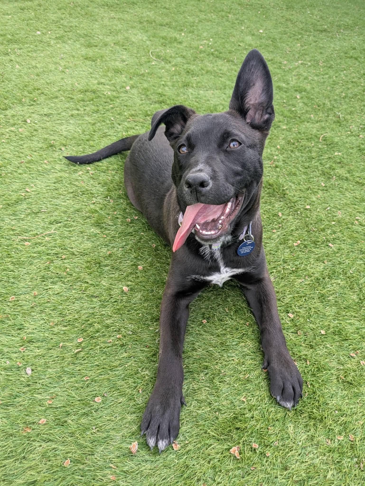 Blair, Adoptable, Puppy Female Labrador Retriever & Cattle Dog.
