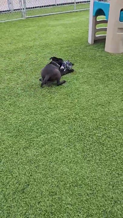 Enlarge Blair, a Adoptable mixed breed in Cedar Rapids, IA video 5/6
