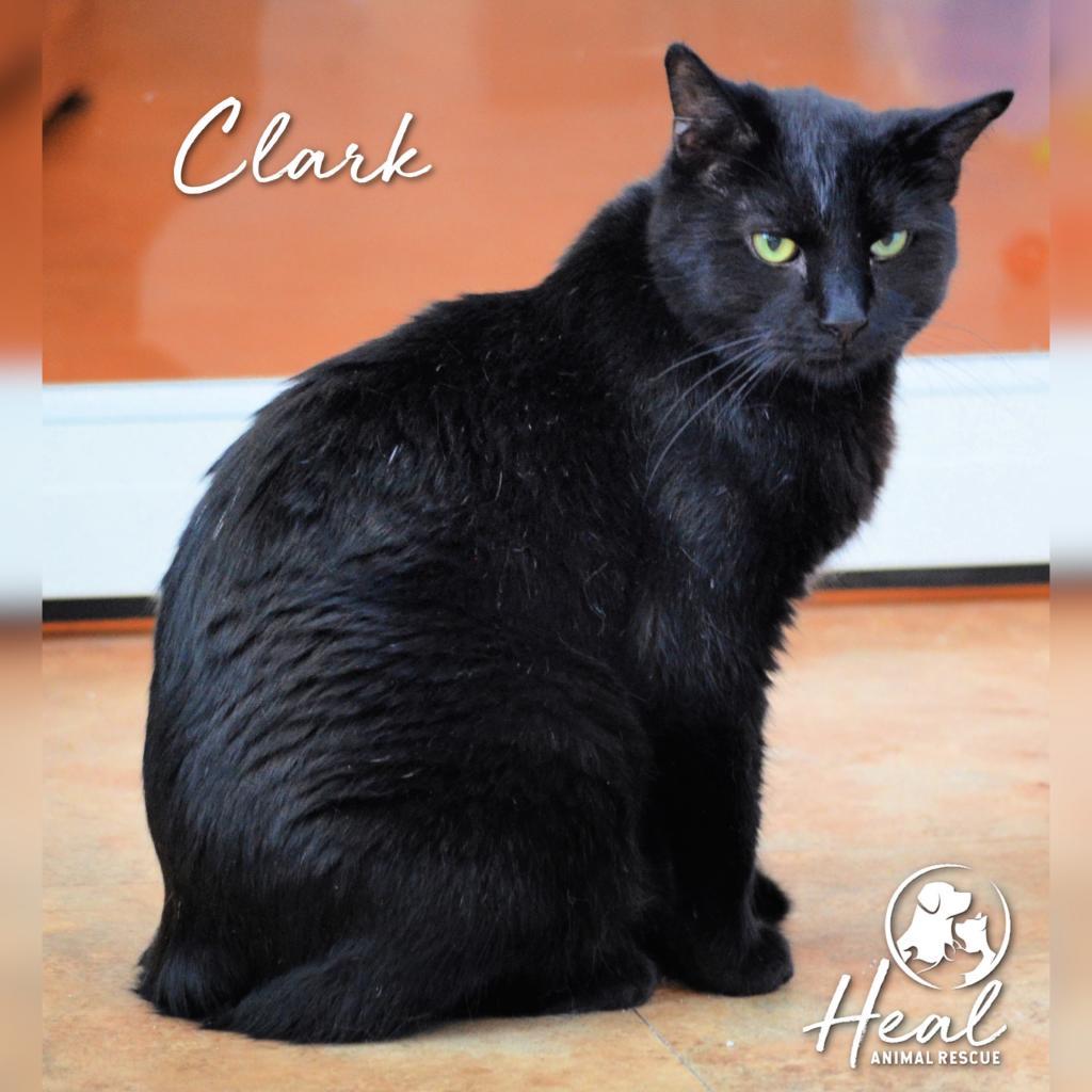 Clark, Adoptable, Senior Male Domestic Short Hair.