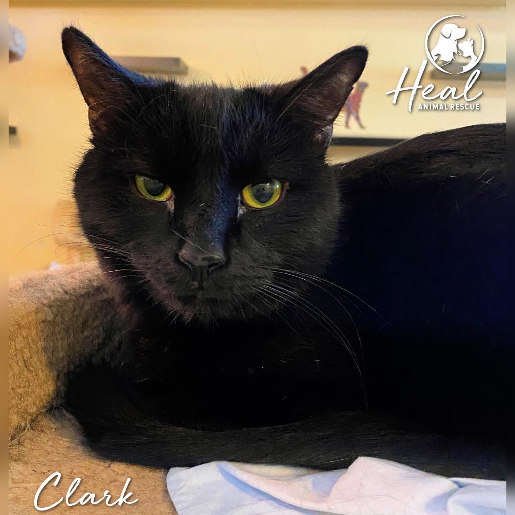 Clark, a Adoptable Domestic Short Hair in Youngwood, PA image 2/2