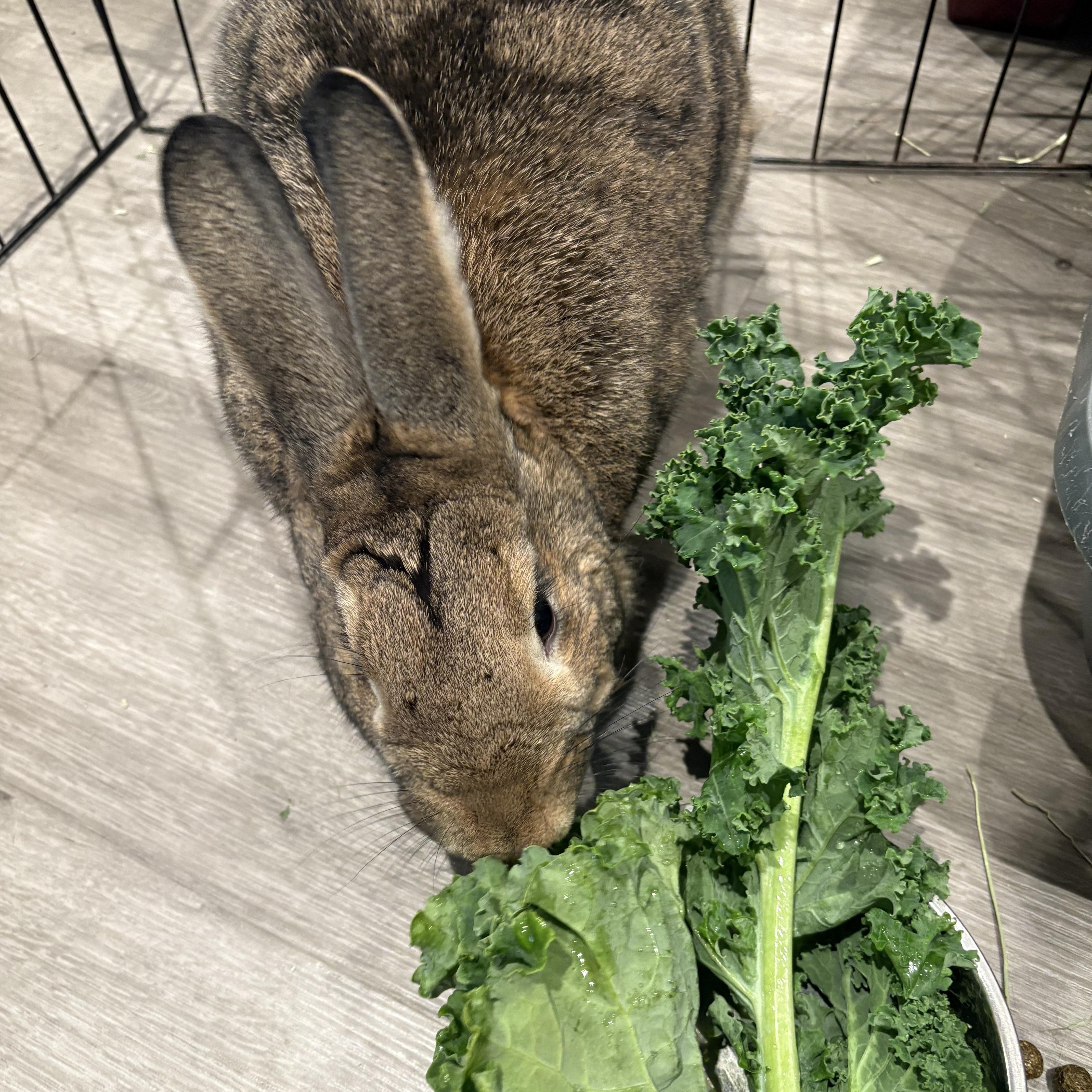Enlarge Bun*, a Adoptable mixed breed in Washington, DC image 4/6