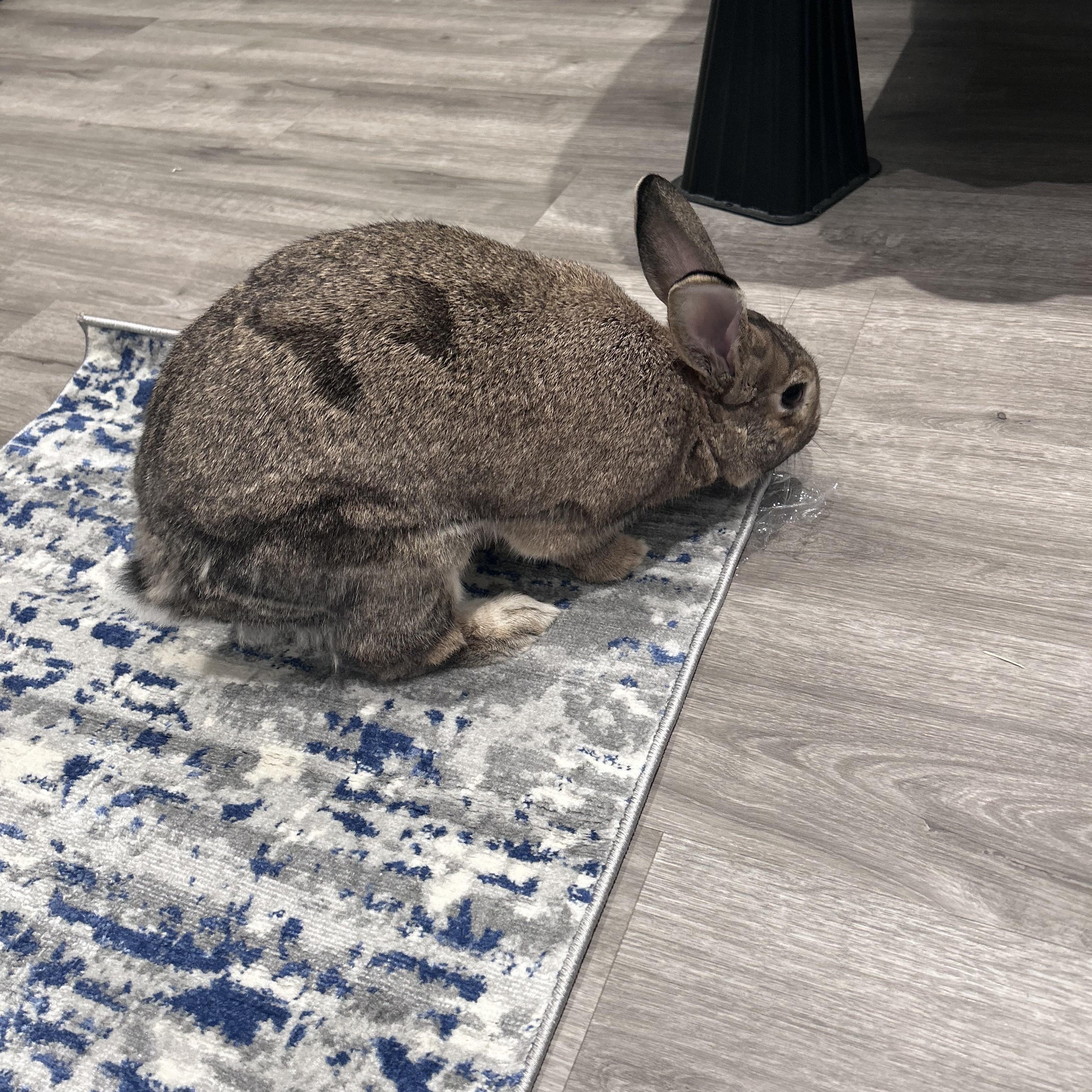 Enlarge Bun*, a Adoptable mixed breed in Washington, DC image 6/6