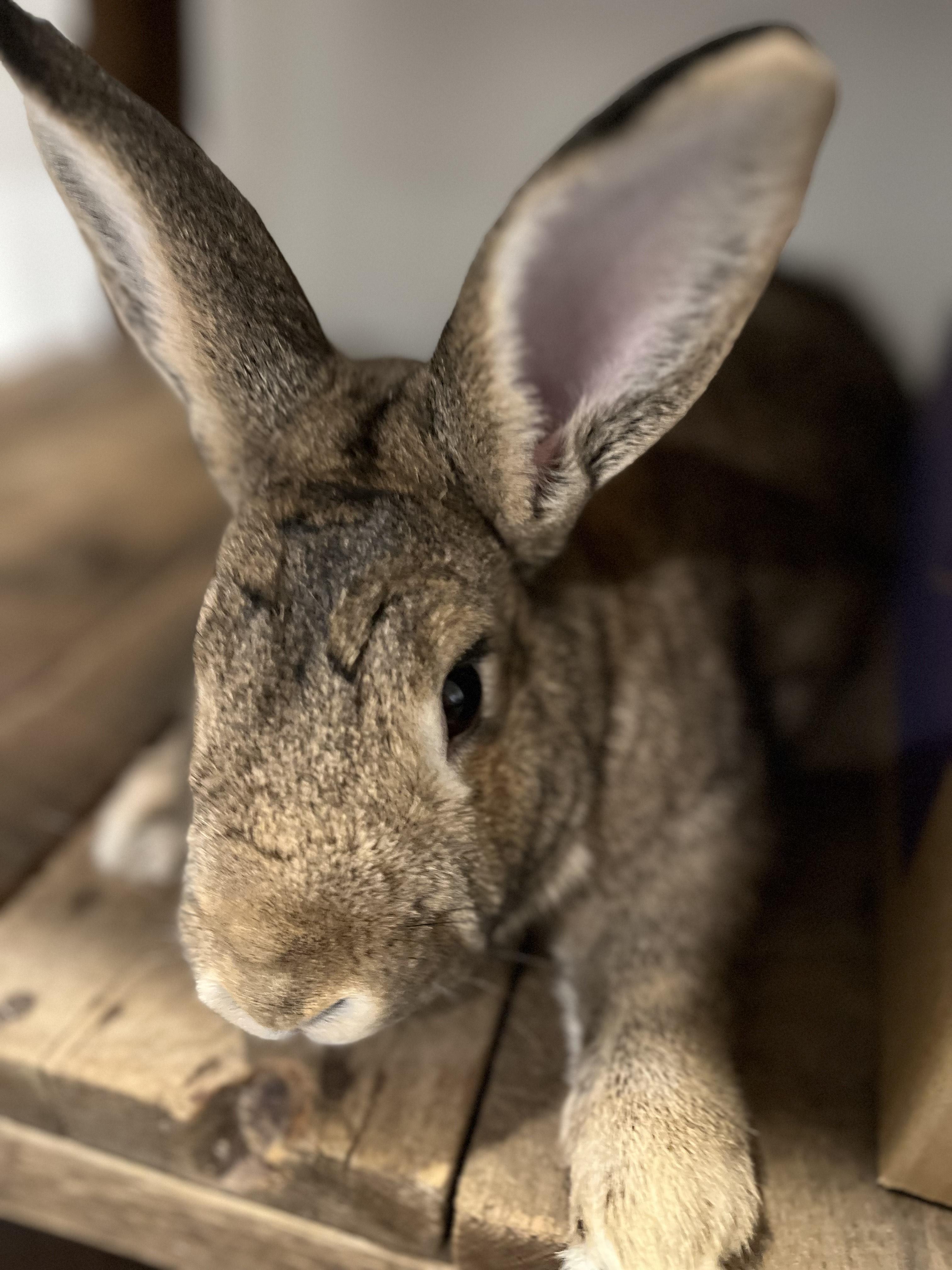 Enlarge Bun*, a Adoptable mixed breed in Washington, DC image 1/6