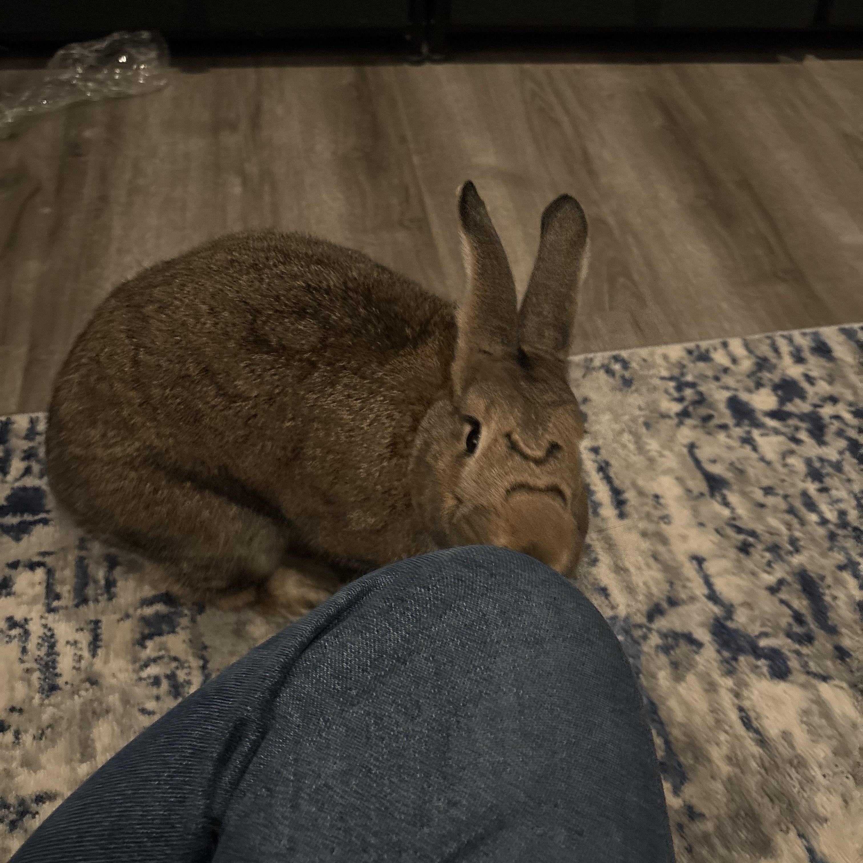 Enlarge Bun*, a Adoptable mixed breed in Washington, DC image 5/6