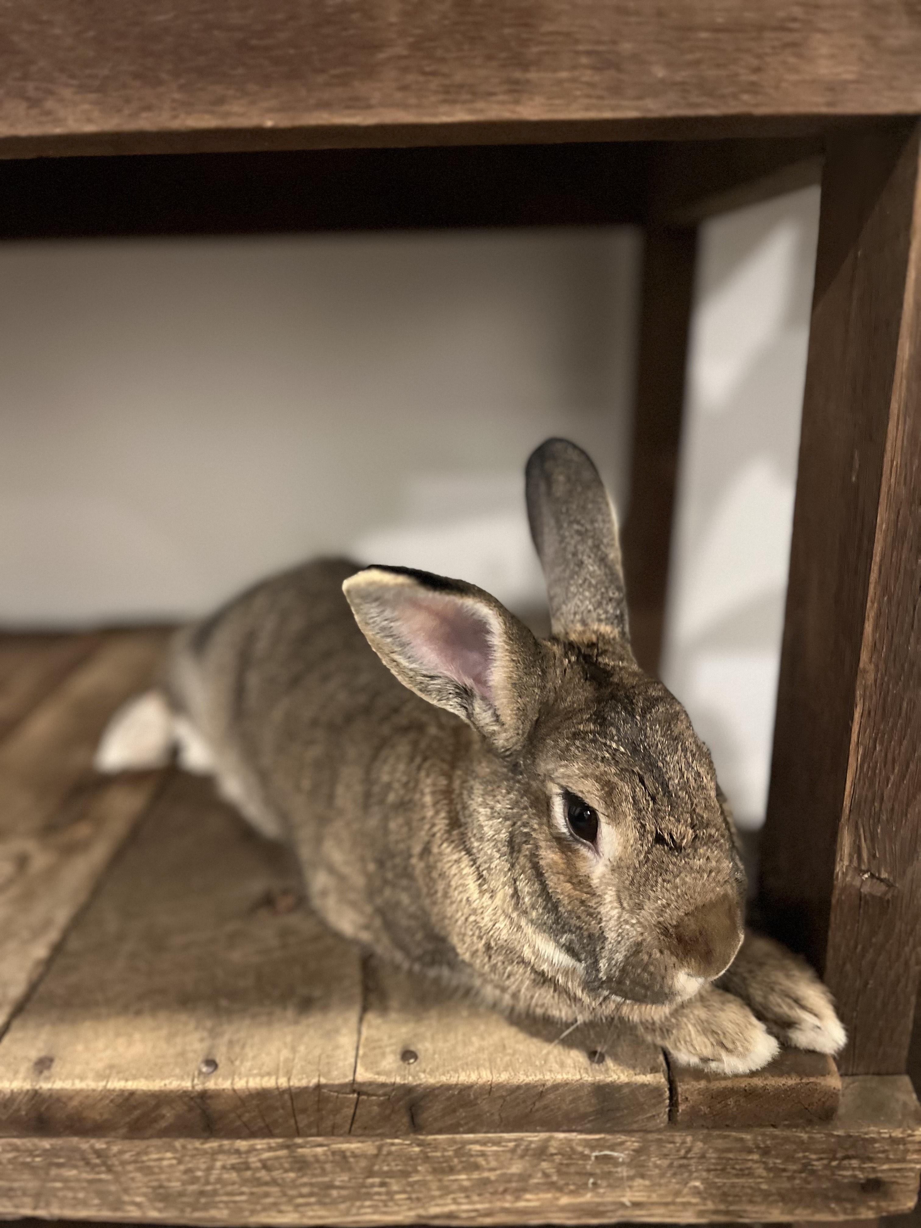 Enlarge Bun*, a Adoptable mixed breed in Washington, DC image 2/6