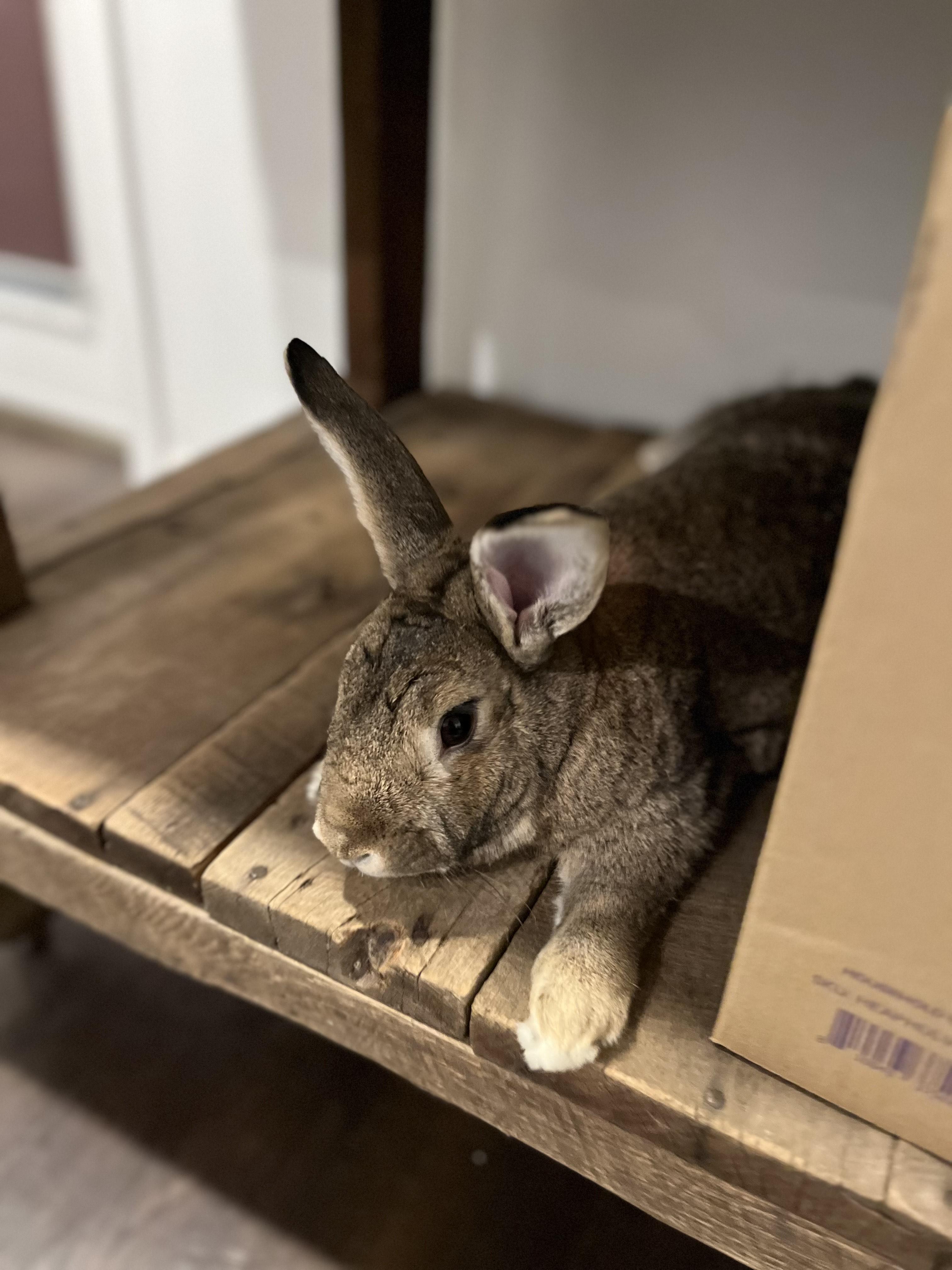 Enlarge Bun*, a Adoptable mixed breed in Washington, DC image 3/6