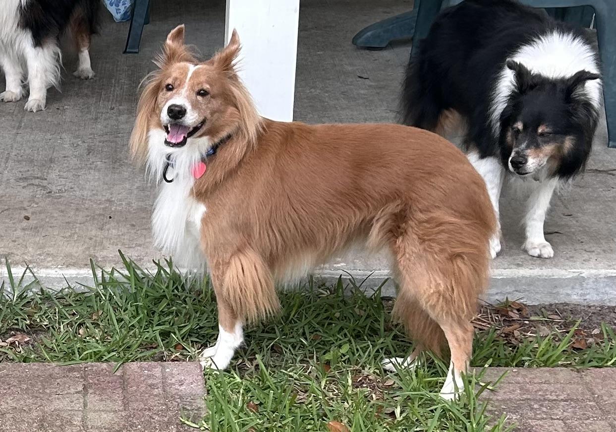 Foxy, Adoptable, Adult Male Shetland Sheepdog / Sheltie.