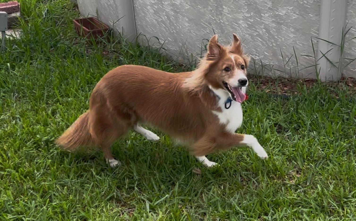 Enlarge Foxy, a Adoptable Shetland Sheepdog / Sheltie in Palm Bay, FL image 2/2