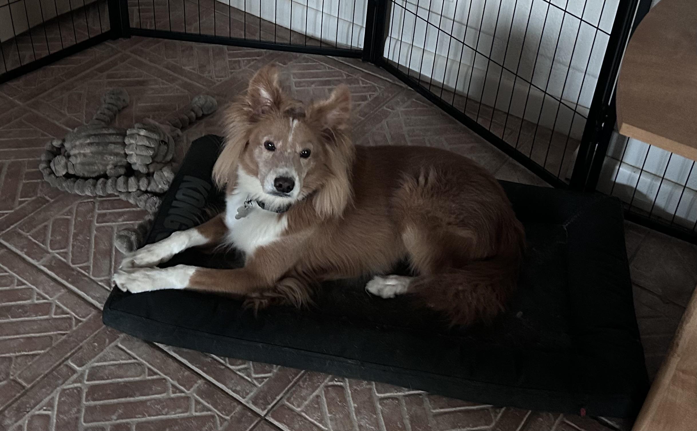 Foxy, a Adoptable Shetland Sheepdog / Sheltie in Palm Bay, FL image 3/3