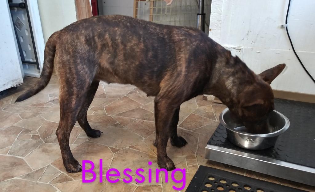 Enlarge Blessing, a Adopted mixed breed in Mena, AR image 1/4